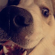 Woody a rejoint le concours — aidez-le/la à gagner de superbes lots ! animal, canine, close_up, companion, cute, dog, domestic_animal, face, friend, fur, happy, mouth, muzzle, nose, pet, playful, smile, teeth, tongue, whiskers