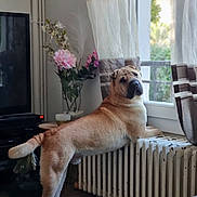 Nougat participe au concours pour gagner de l'argent avec cette photo : animal, brown_dog, cozy, curious, curtains, decor, dog, domestic, floor, flower_vase, furniture, home, indoor, living_room, looking_outside, natural_light, pet, radiator, standing, window