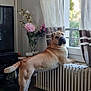 animal, brown_dog, cozy, curious, curtains, decor, dog, domestic, floor, flower_vase, furniture, home, indoor, living_room, looking_outside, natural_light, pet, radiator, standing, window