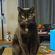 Binx joined the competition — help win amazing prizes! cat, black_cat, pet, animal, tongue_out, collar, tag, sitting, countertop, kitchen, table_mat, curtain, lamp, lantern, water_bottle, bowl, indoor, portrait, whiskers, green_eyes