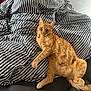 animal, beanbag, bed, blanket, cat, furniture, kitten, pet