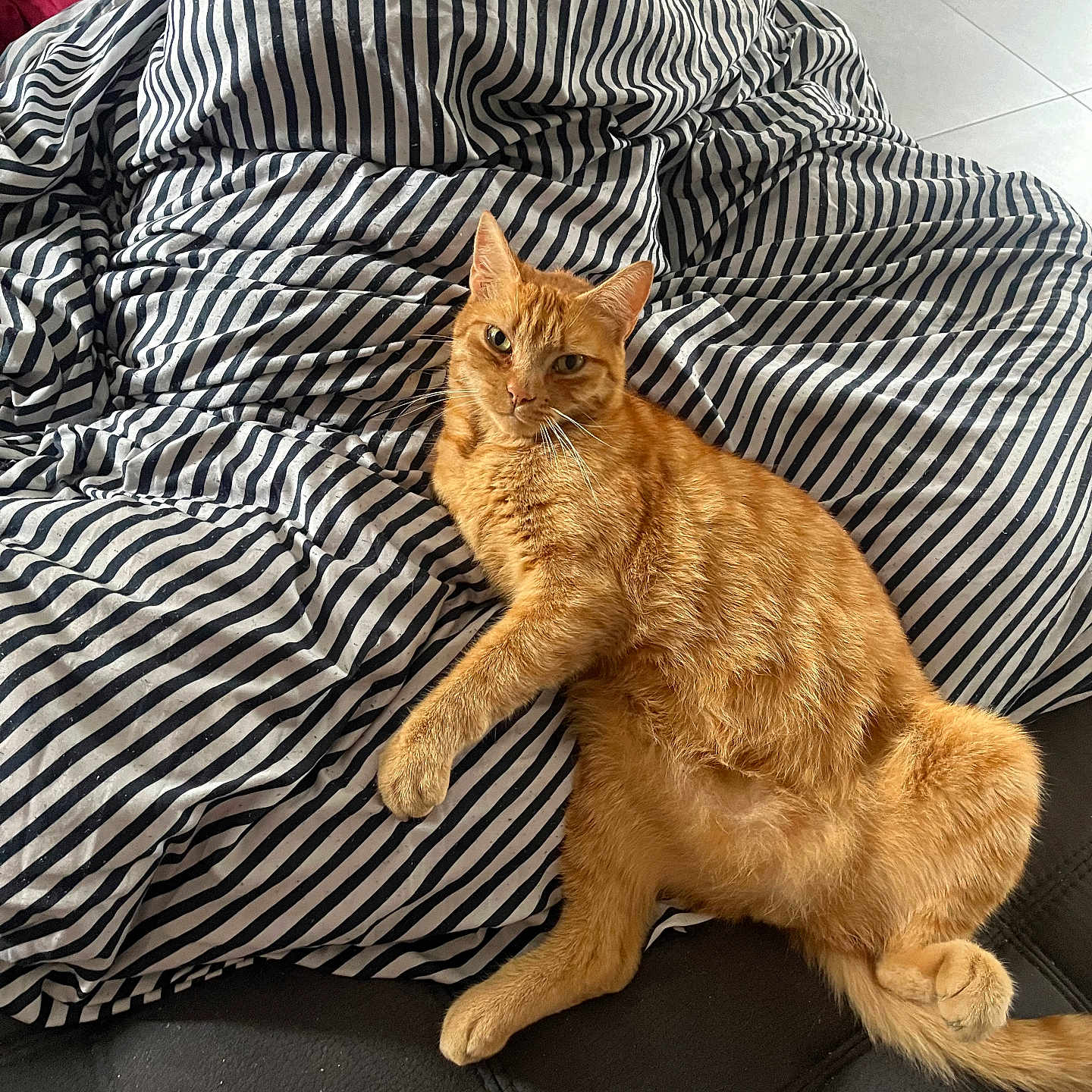 Filou participe au concours pour gagner de l'argent avec cette photo : animal, beanbag, bed, blanket, cat, furniture, kitten, pet