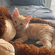 Baki participe au concours pour gagner de l'argent avec cette photo : kitten, cat, orange_cat, plush_toy, stuffed_animal, couch, furniture, bed, pet, indoor, cozy, resting, cute, animal, feline, young_cat, soft, fur, relaxed, home