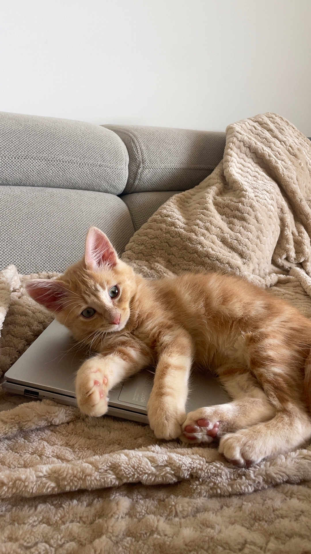 Baki a rejoint le concours — aidez-le/la à gagner de superbes lots ! kitten, cat, orange_tabby, laptop, blanket, couch, indoor, cozy, feline, pet, relaxing, cute, fur, paw, whiskers, comfort, resting, soft_texture, home, curious