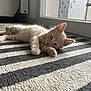 Baki participe au concours pour gagner de l'argent avec cette photo : kitten, cat, indoor, striped_rug, floor, glass_door, light, curious, feline, pet, young, orange_fur, laying_down, cozy, domestic_animal, closeup, whiskers, ears, paws, relaxed