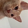 cat, orange_tabby, close_up, curious, whiskers, ears, feline, pet, indoor, portrait, animal, looking_down, fur, cute, domestic, nose, eyes, head, soft_light, background