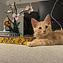 Baki participe au concours pour gagner de l'argent avec cette photo : kitten, cat, orange_tabby, couch, indoor, decor, artificial_plant, orchid, plush_toy, furniture, pet, animal, cute, curious, relaxed, home, soft_light, texture, domestic, cozy