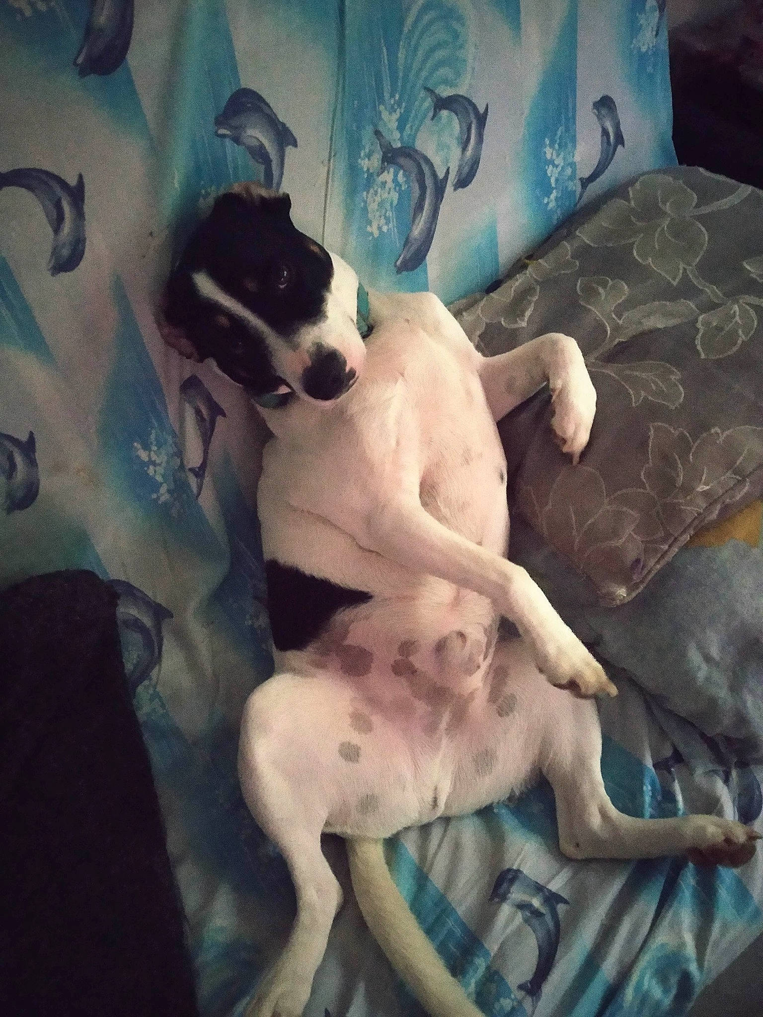 Filou a rejoint le concours — aidez-le/la à gagner de superbes lots ! art, bedding, carnivore, comfort, companion_dog, dog, dog_breed, fawn, flesh, linens, paint, paw, room, snout, sporting_group, square, tail, tints_and_shades, visual_arts, working_animal