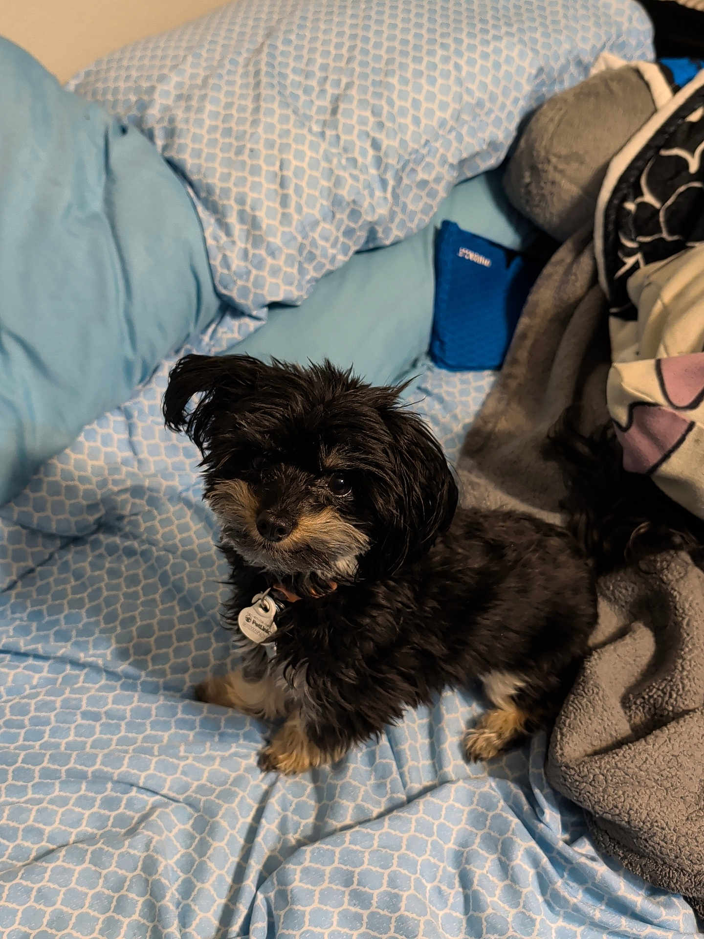 Mine joined the competition — help win amazing prizes! dog, bed, blanket, pillow, indoor, pet, fur, collar, tag, blue, pattern, cozy, cute, small_dog, looking_up, resting_place, comfort, domestic, animal, companion