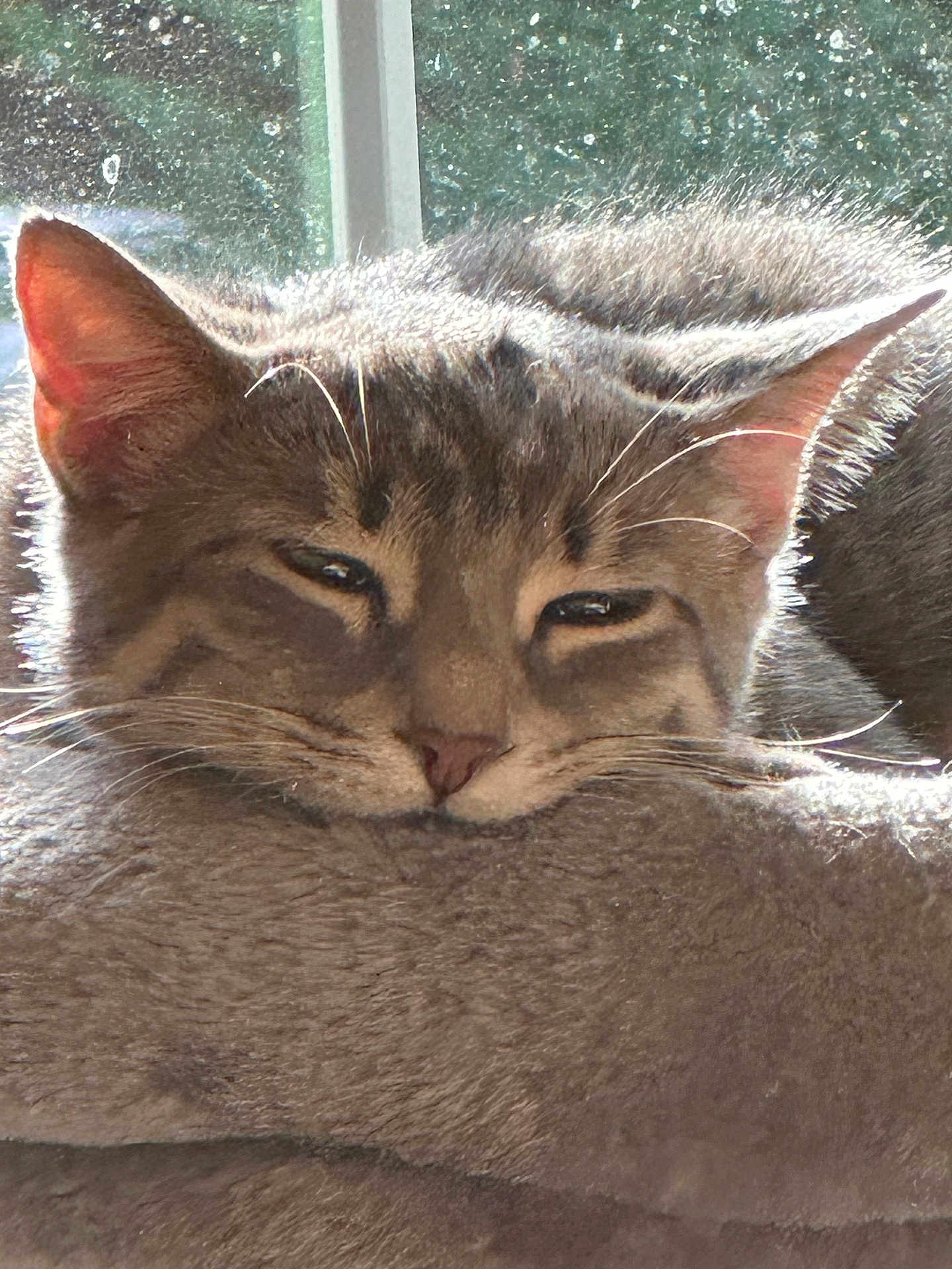 Chita