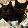Momo is registered to the contest to win money with this photo: black_kittens, cats, pets, cute, indoor, paper, curious, animals, feline, young, closeup, eyes, fur, whiskers, small, adorable, companions, soft, cozy, playful