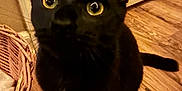Momo joined the competition — help win amazing prizes! black_cat, cat, indoor, wooden_floor, wicker_basket, yellow_eyes, pet, animal, curious, feline, door, flooring, closeup, looking_up, domestic_cat, ears, whiskers, tail, household, cozy