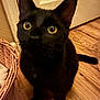 black_cat, cat, indoor, wooden_floor, wicker_basket, yellow_eyes, pet, animal, curious, feline, door, flooring, closeup, looking_up, domestic_cat, ears, whiskers, tail, household, cozy