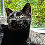 Momo is registered to the contest to win money with this photo: black_cat, cat, pet, window, sunlight, outdoor_view, greenery, fur, whiskers, animal, domestic_cat, close_up, portrait, daylight, nature, relaxing, indoor, reflection, ears, eyes