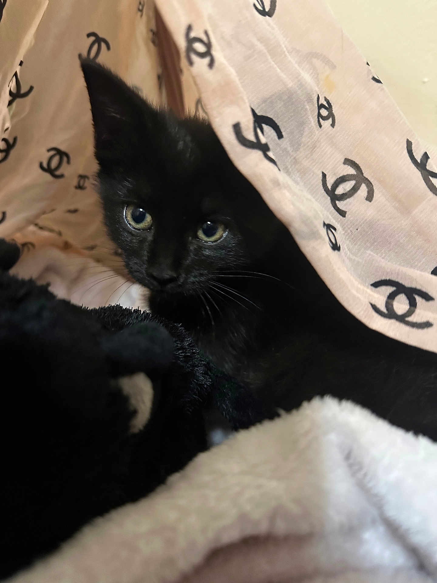 Momo is registered to the contest to win money with this photo: black_kitten, cat, kitten, animal, pet, fabric, blanket, plush_toy, cozy, indoor, fur, whiskers, curious, cute, small, black_fur, soft_texture, hiding, eyes, ears