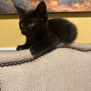 Momo is registered to the contest to win money with this photo: black_kitten, cat, indoor, chair, beige, texture, furniture, pet, animal, curious, alert, ears, whiskers, painting, background, soft_light, closeup, young_cat, cozy, home