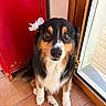 dog, pet, animal, indoor, tile_floor, red_cabinet, glass_door, flower, black_fur, brown_fur, white_fur, sitting, cute, looking_up, ears, whiskers, portrait, companion, domestic, adorable