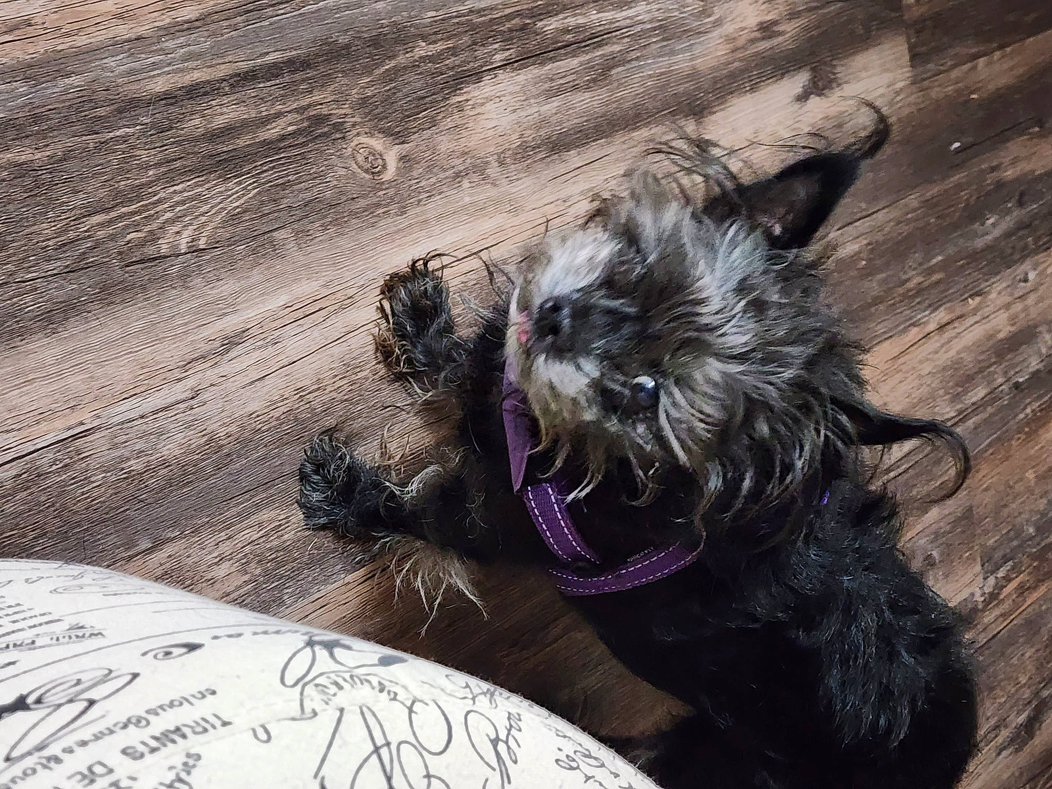 Boo is registered to the contest to win money with this photo: carnivore, companion_dog, dog, dog_breed, ear, fawn, felidae, grey, hardwood, liver, mammal, schnauzer, small_to_medium_sized_cats, snout, sporting_group, standard_schnauzer, toy_dog, whiskers, wood, working_animal