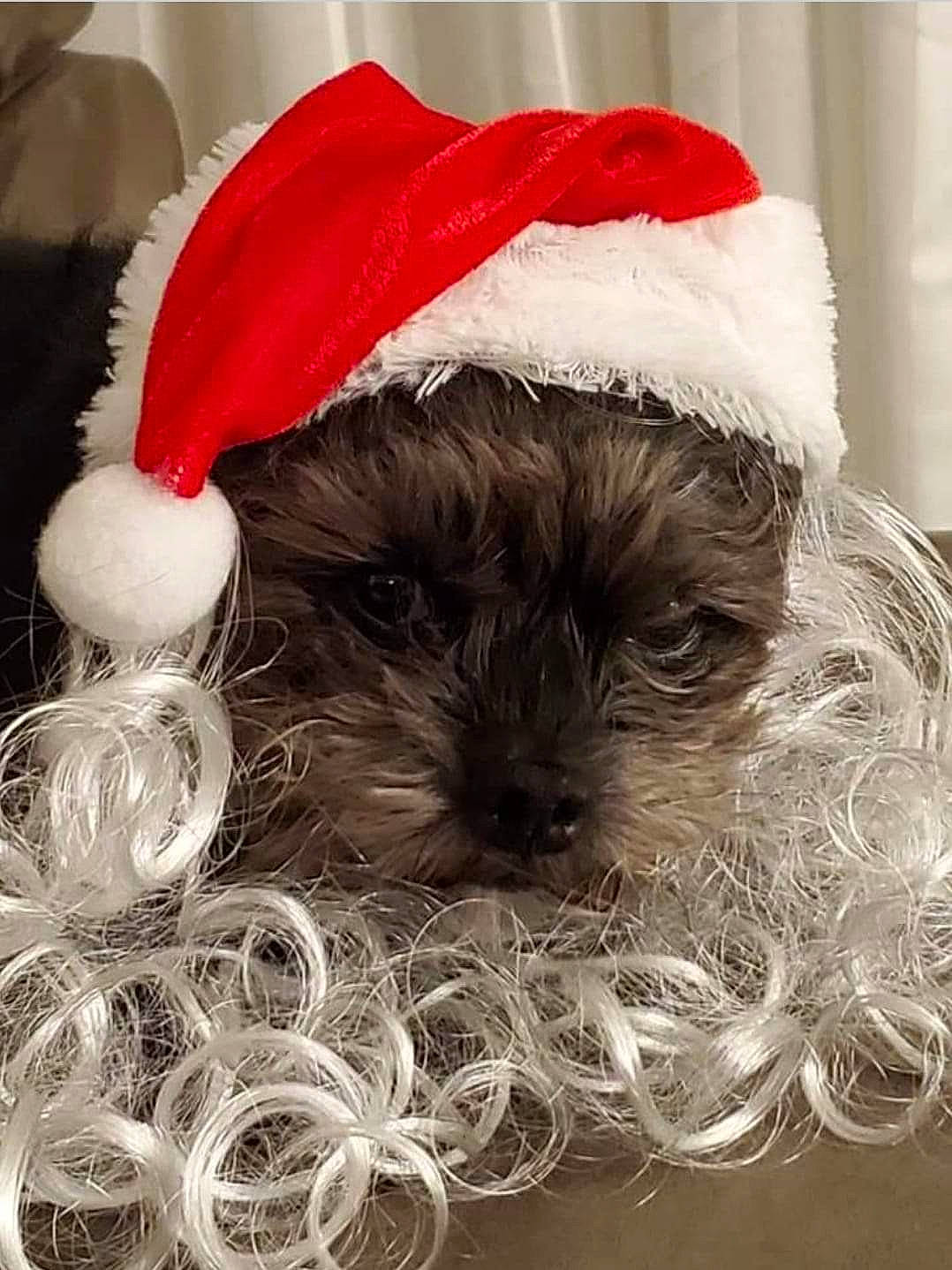 Boo is registered to the contest to win money with this photo: canidae, carnivore, christmas_ornament, companion_dog, dog, dog_breed, dog_supply, fashion_accessory, fictional_character, fur, hat, liver, ornament, shih_tzu, snout, sporting_group, terrier, toy_dog, whiskers, working_animal