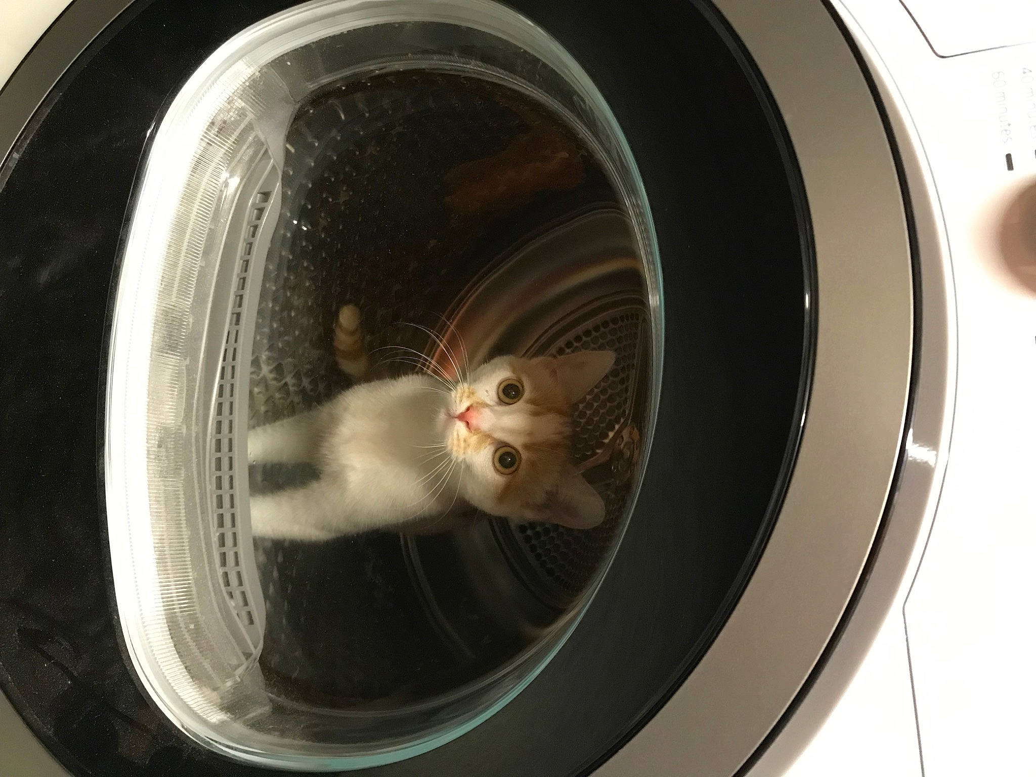 Floky a rejoint le concours — aidez-le/la à gagner de superbes lots ! alloy_wheel, auto_part, automotive_design, automotive_exterior, automotive_lighting, automotive_tire, automotive_wheel_system, cat, clothes_dryer, felidae, gas, hubcap, motor_vehicle, rim, synthetic_rubber, tire, tire_care, tread, washing_machine, wheel