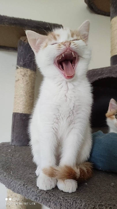 Floky a rejoint le concours — aidez-le/la à gagner de superbes lots ! carnivore, cat, claw, domestic_short_haired_cat, eye, fang, felidae, foot, fur, jaw, paw, roar, small_to_medium_sized_cats, snout, tail, terrestrial_animal, whiskers, yawn