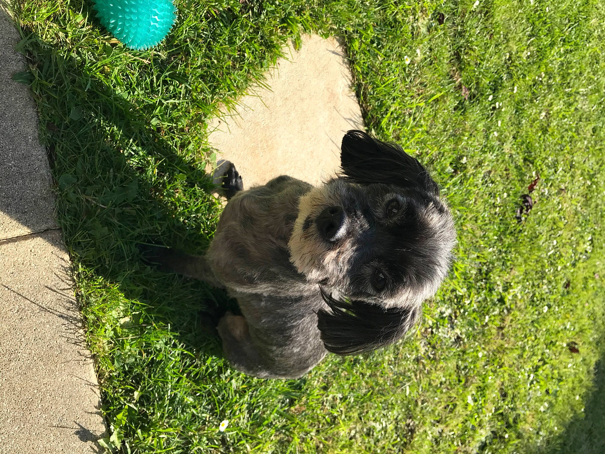 Darko a rejoint le concours — aidez-le/la à gagner de superbes lots ! canidae, companion_dog, dog_breed, fur, garden, grass, grassland, groundcover, lawn, plant, shadow, shrub, sporting_group, tail, terrestrial_animal, terrier, toy, toy_dog, wool, working_animal