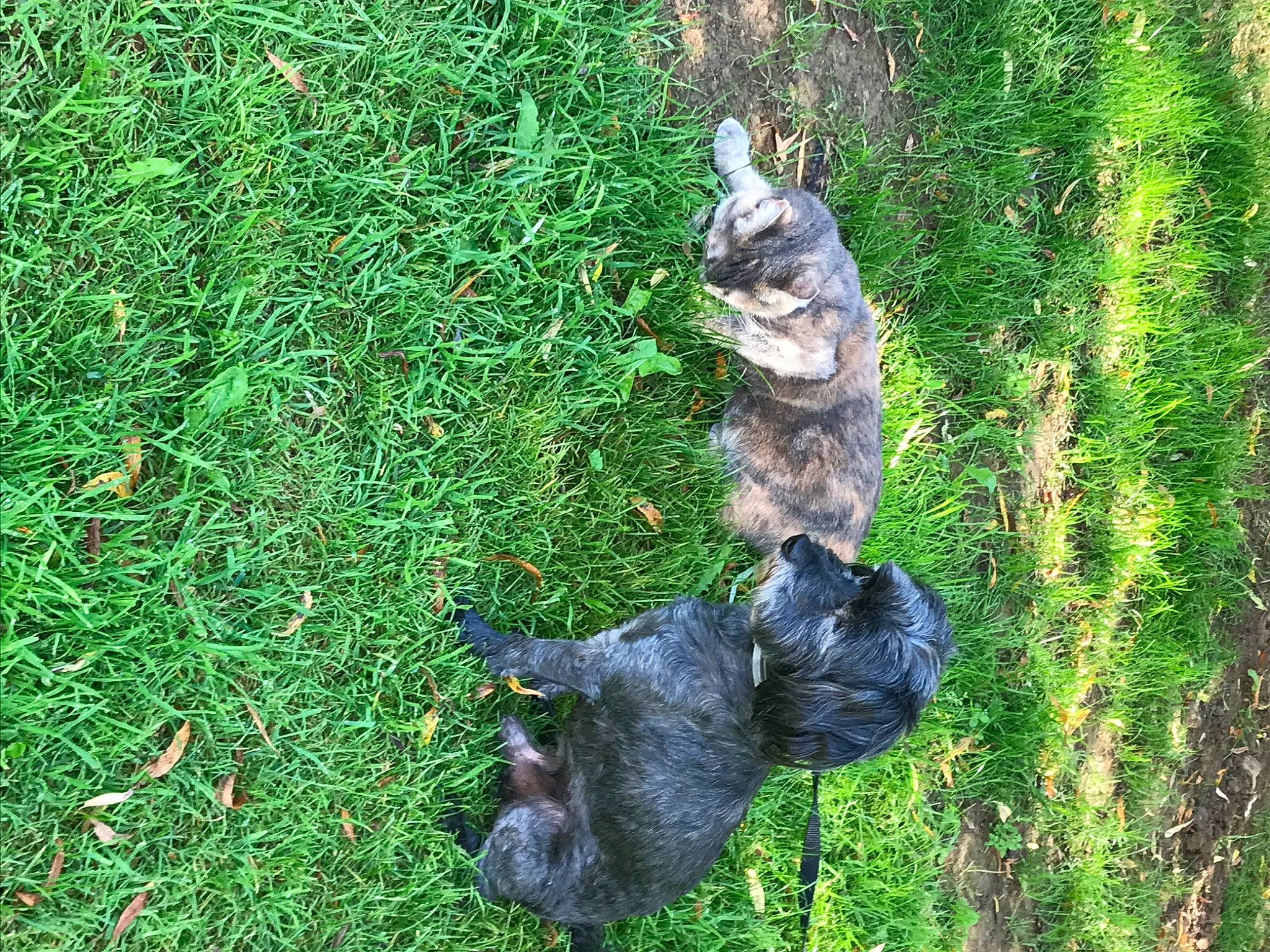 Darko a rejoint le concours — aidez-le/la à gagner de superbes lots ! carnivore, dog_breed, domestic_short_haired_cat, fawn, felidae, fur, grass, grass_family, groundcover, lawn, plant, small_to_medium_sized_cats, snout, tail, terrestrial_animal, trunk, whiskers, wildlife, wood, working_animal