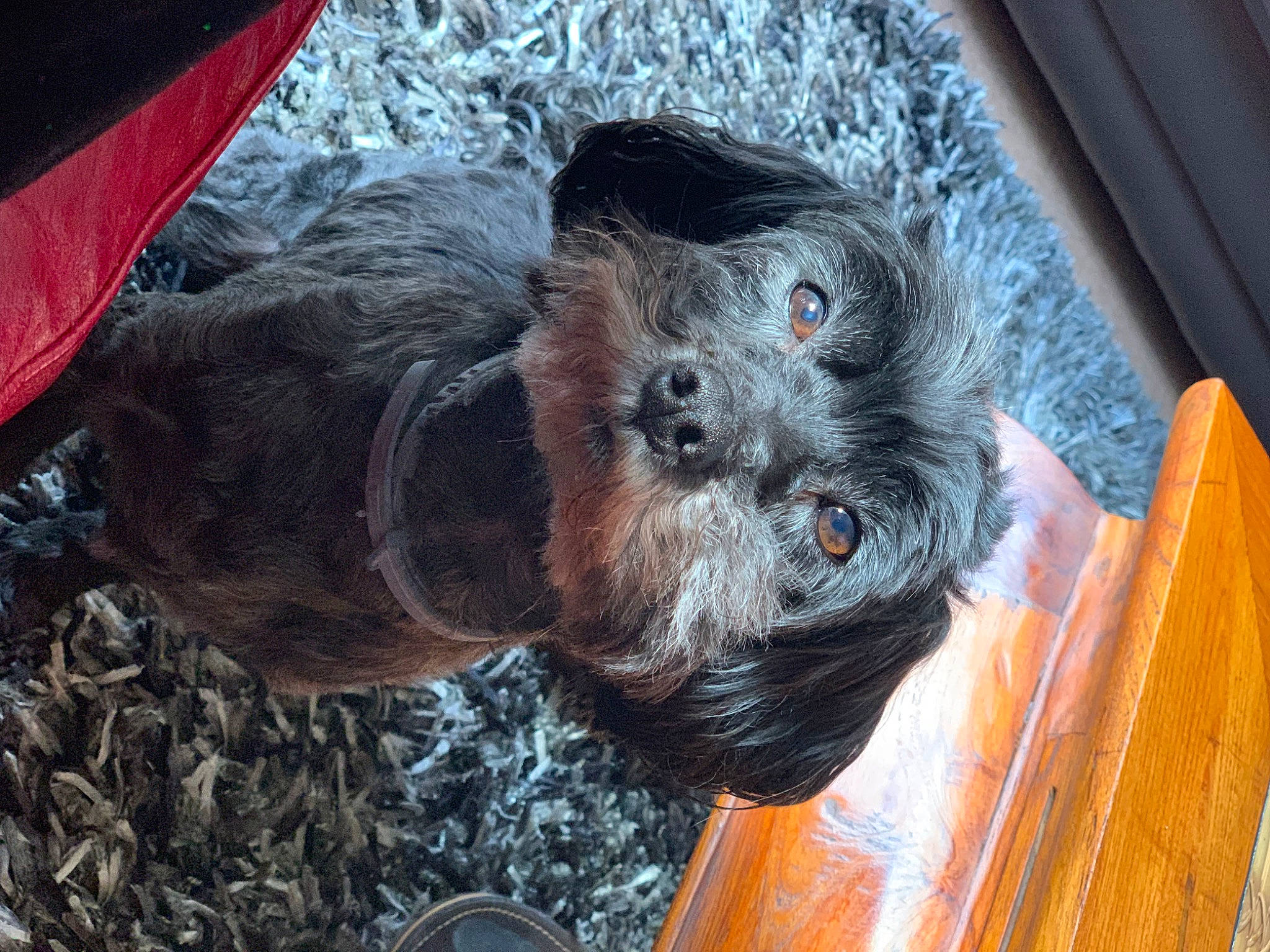 Darko a rejoint le concours — aidez-le/la à gagner de superbes lots ! canidae, carnivore, companion_dog, dog, dog_breed, dog_supply, fawn, fur, guard_dog, liver, puppy, small_terrier, sporting_group, tail, terrestrial_animal, terrier, toy_dog, whiskers, wood, working_animal