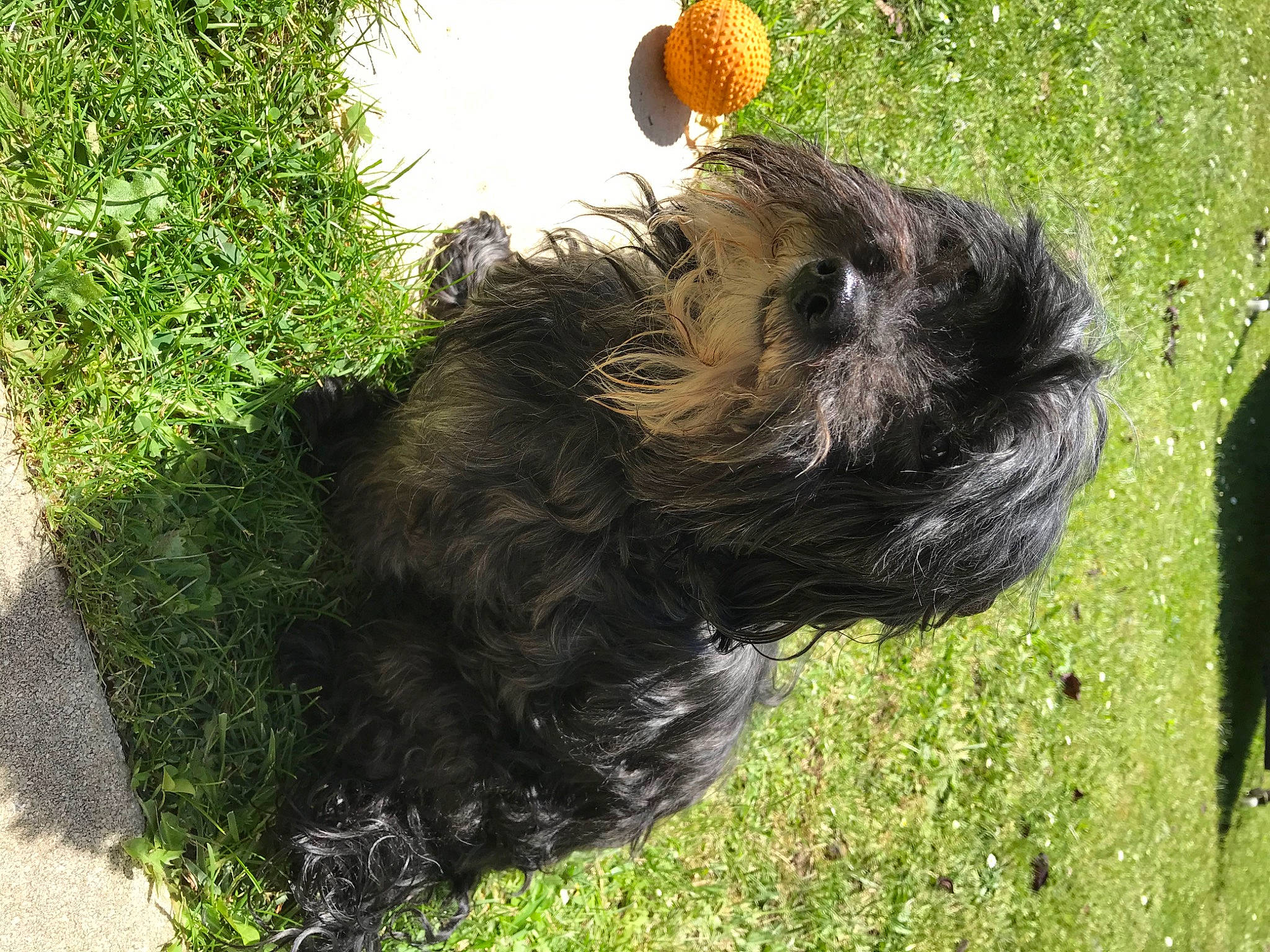 Darko a rejoint le concours — aidez-le/la à gagner de superbes lots ! bovine, canidae, companion_dog, dog_breed, fur, grass, grassland, liver, livestock, pasture, tail, terrestrial_animal, wildlife, working_animal