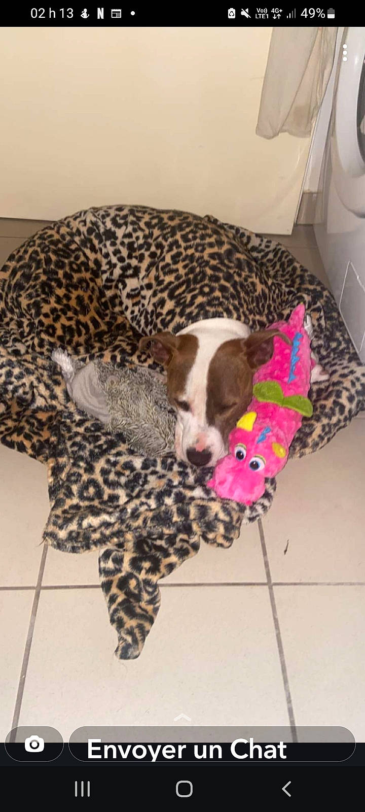 Shanna participe au concours pour gagner de l'argent avec cette photo : carnivore, comfort, companion_dog, couch, dog, dog_breed, dog_supply, fawn, flooring, fur, kitchen_appliance, leopard, mammal, pattern, pet_supply, room, snout, tail, terrestrial_animal, vertebrate