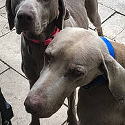 Mr Et Mme Mimi participe au concours pour gagner de l'argent avec cette photo : dog, weimaraner, pet, animal, canine, collar, red_collar, blue_collar, outdoor, floor, tile_floor, two_dogs, looking, standing, short_hair, muzzle, ears, paws, close_up, grey_coat