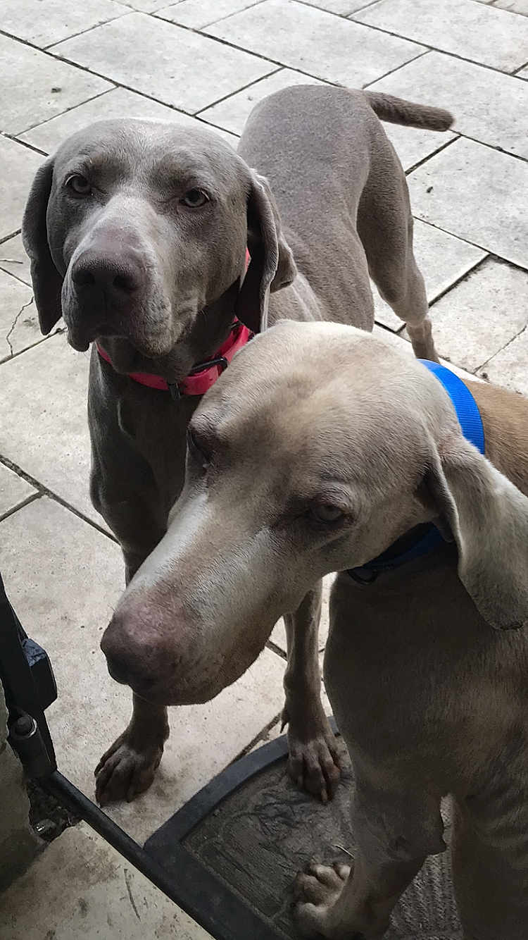 Mr Et Mme Mimi participe au concours pour gagner de l'argent avec cette photo : dog, weimaraner, pet, animal, canine, collar, red_collar, blue_collar, outdoor, floor, tile_floor, two_dogs, looking, standing, short_hair, muzzle, ears, paws, close_up, grey_coat