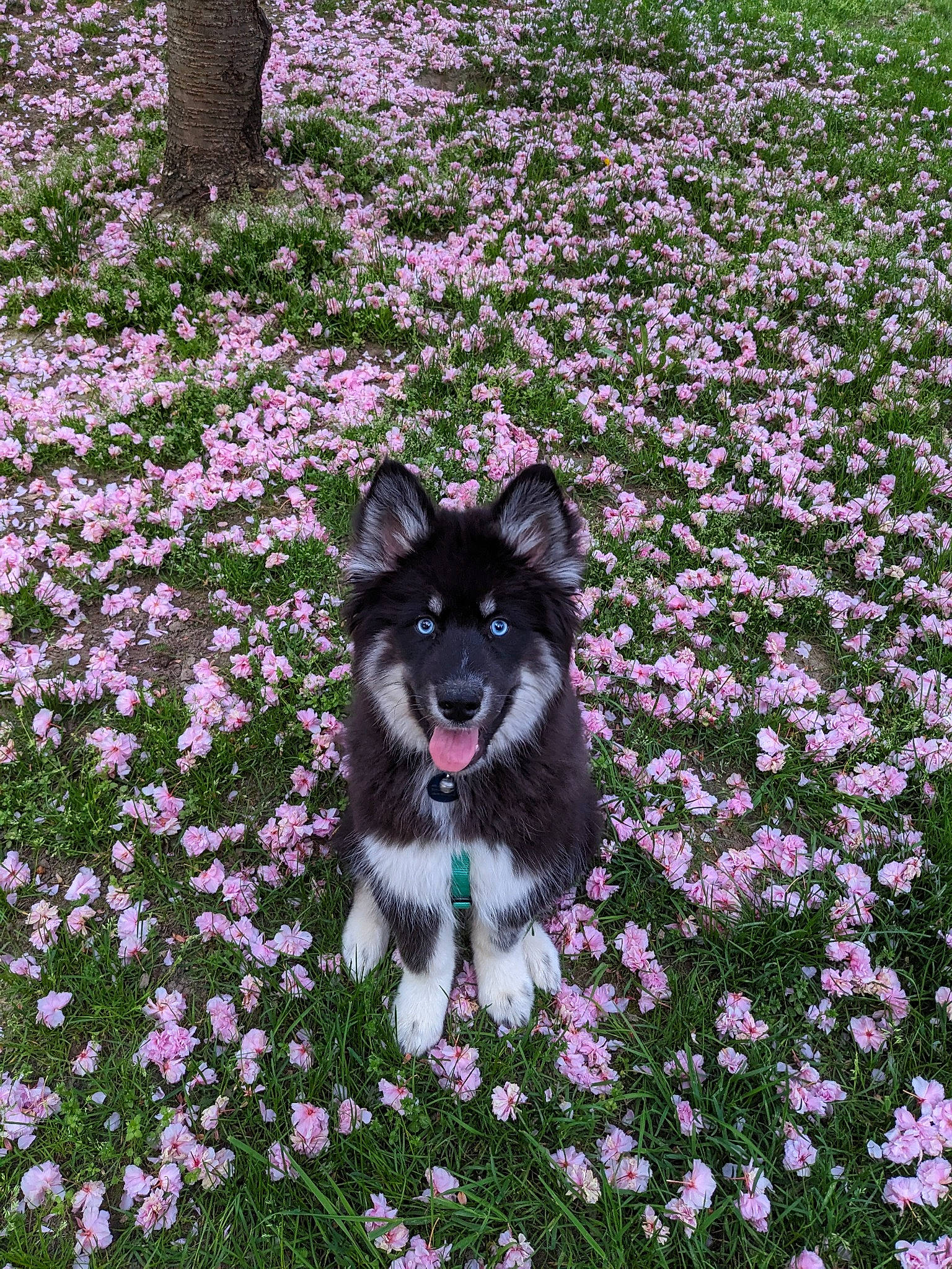 Saphira joined the competition — help win amazing prizes! annual_plant, canidae, carnivore, companion_dog, dog, dog_breed, dog_supply, flower, flowering_plant, garden, grass, groundcover, herbaceous_plant, magenta, petal, plant, shrub, sporting_group, tree, working_dog