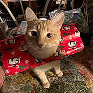 Zaza is registered to the contest to win money with this photo: cat, orange_tabby, wrapping_paper, christmas_theme, holiday, indoor, table, quilt, furniture, decor, pet, curious, cute, animal, festive, face, ears, paws, domestic_cat, present