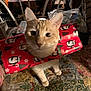 cat, orange_tabby, wrapping_paper, christmas_theme, holiday, indoor, table, quilt, furniture, decor, pet, curious, cute, animal, festive, face, ears, paws, domestic_cat, present