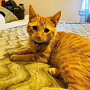 Simba is registered to the contest to win money with this photo: cat, orange_tabby, pet, collar, bell, bed, bedspread, feline, domestic_cat, relaxed, indoor, cozy, fur, whiskers, paw, curious, animal, cute, resting, texture
