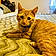 Simba