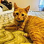 cat, orange_tabby, pet, collar, bell, bed, bedspread, feline, domestic_cat, relaxed, indoor, cozy, fur, whiskers, paw, curious, animal, cute, resting, texture