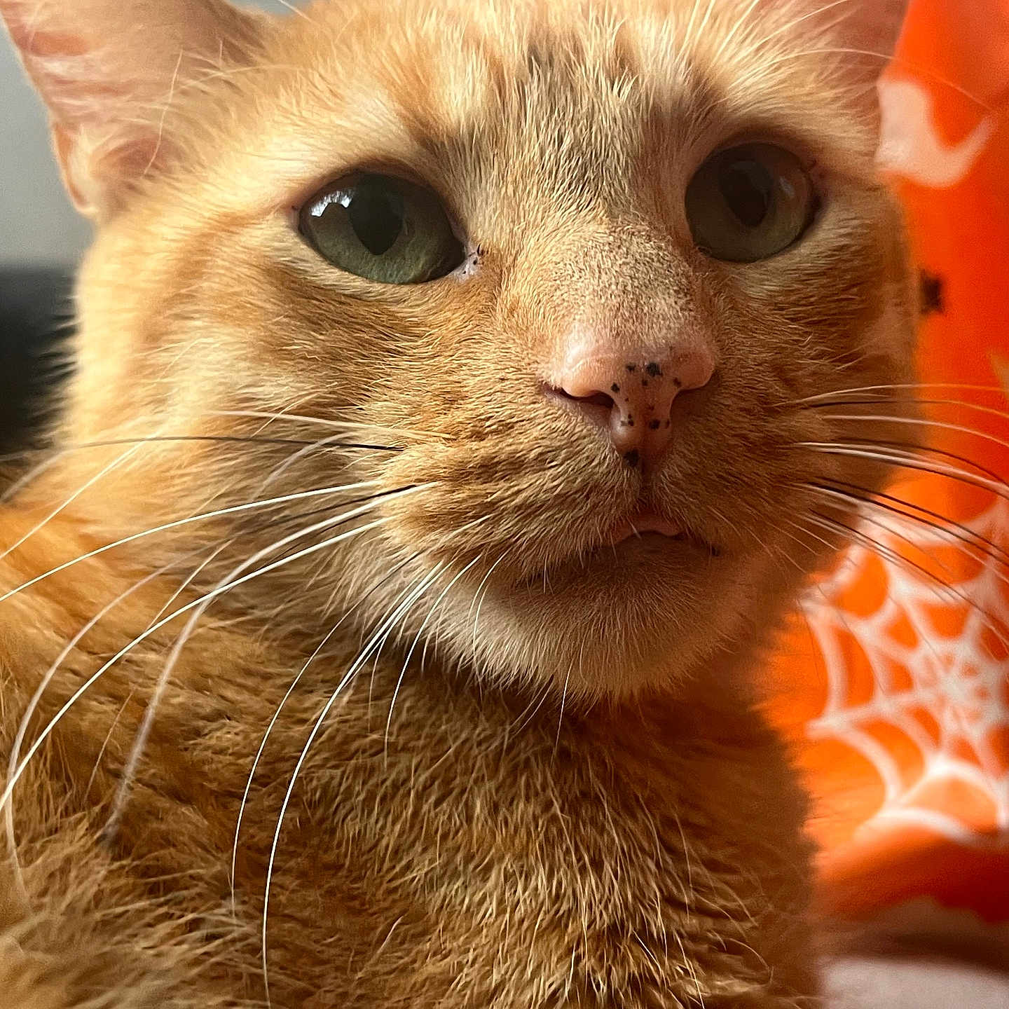 Simba joined the competition — help win amazing prizes! animal, cat, close_up, cozy, cute, fabric, fur, ghost, green_eyes, indoor, nose, orange, orange_tabby, pattern, pet, portrait, relaxed, spiderweb, whiskers, white