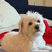 Freddy joined the competition — help win amazing prizes! animal, bed, blanket, comfort, companion, cozy, curly_fur, cute, dog, fur, home, indoor, laying_down, looking, pet, portrait, relaxed, resting, soft_light, white_dog