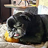 animal, black_dog, blanket, cozy, cushion, cute, dog, face, fur, furniture, home, indoor, pet, pug, pumpkin, relaxed, resting, sleeping, snout, tongue_out