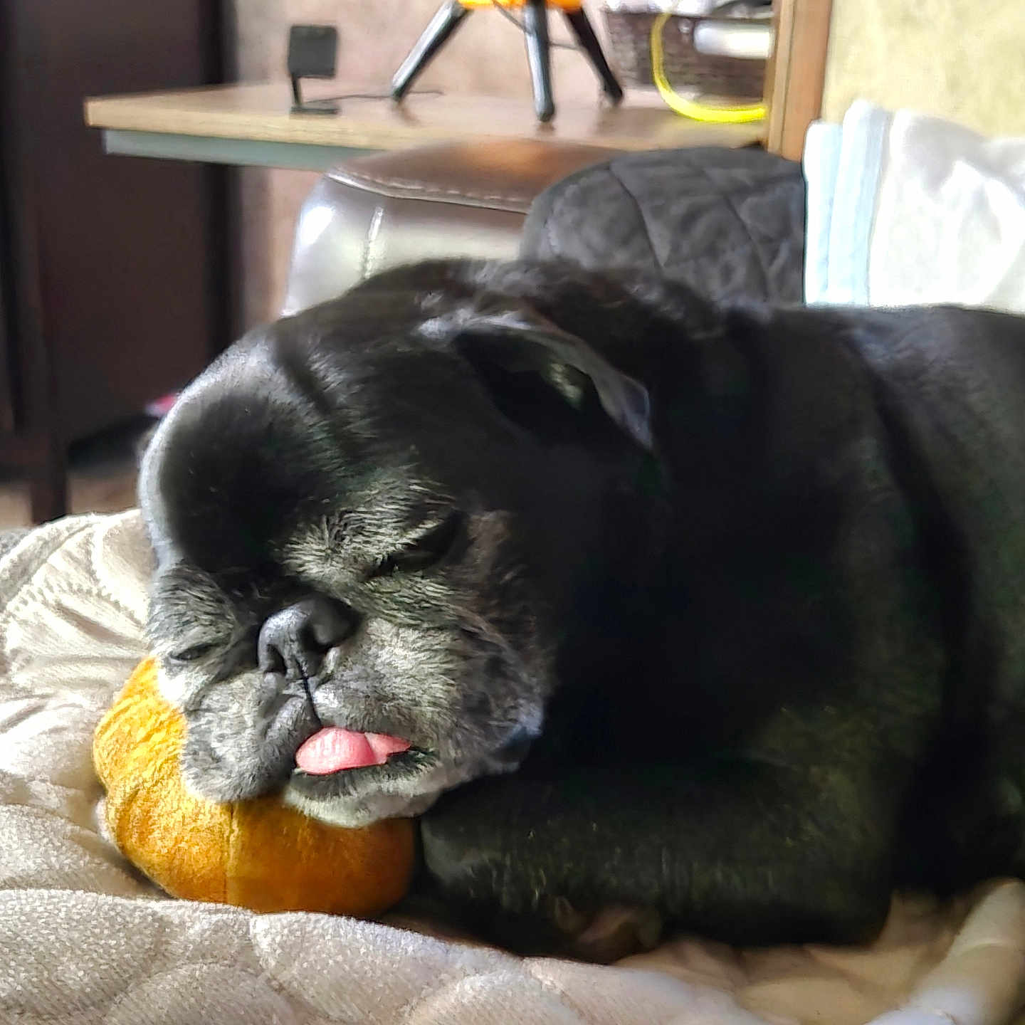 Jaques Shadow is registered to the contest to win money with this photo: animal, black_dog, blanket, cozy, cushion, cute, dog, face, fur, furniture, home, indoor, pet, pug, pumpkin, relaxed, resting, sleeping, snout, tongue_out