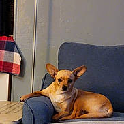 Bocephus joined the competition — help win amazing prizes! armchair, blue_chair, canine, checkered_cloth, companion, cozy, cute, dog, domestic_animal, furniture, indoor, living_room, paw, pet, relaxed, resting, seated, side_table, small_dog, tan_dog