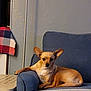 armchair, blue_chair, canine, checkered_cloth, companion, cozy, cute, dog, domestic_animal, furniture, indoor, living_room, paw, pet, relaxed, resting, seated, side_table, small_dog, tan_dog