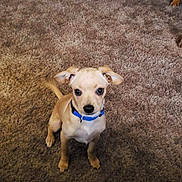 Bo joined the competition — help win amazing prizes! carnivoran, dog, dog_breed, dog_breed_group, dog_like_mammal, puppy, snout