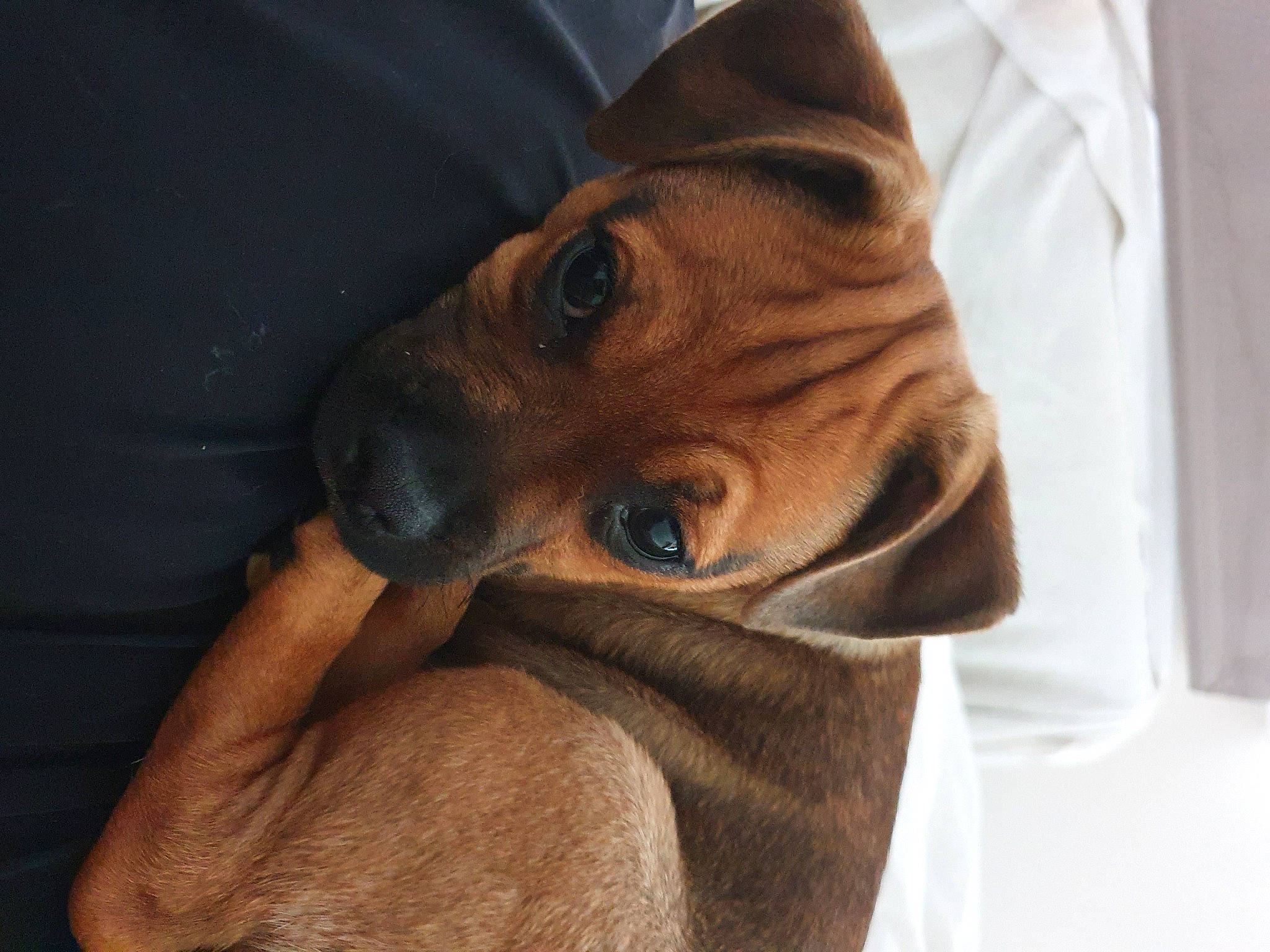 Denzel joined the competition — help win amazing prizes! black_mouth_cur, canidae, carnivore, companion_dog, dachshund, dog, dog_breed, ear, fawn, mammal, nose, puggle, puppy, puppy_love, rhodesian_ridgeback, snout, vertebrate, whiskers