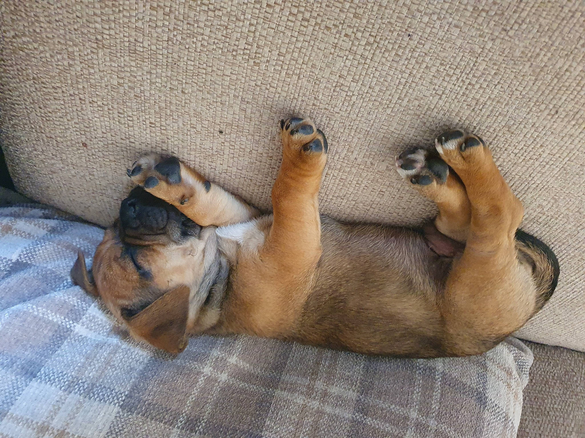 Denzel joined the competition — help win amazing prizes! black_mouth_cur, boerboel, canidae, carnivore, companion_dog, dachshund, dog, dog_breed, fawn, mammal, nap, paw, puppy, puppy_love, snout, street_dog, vertebrate