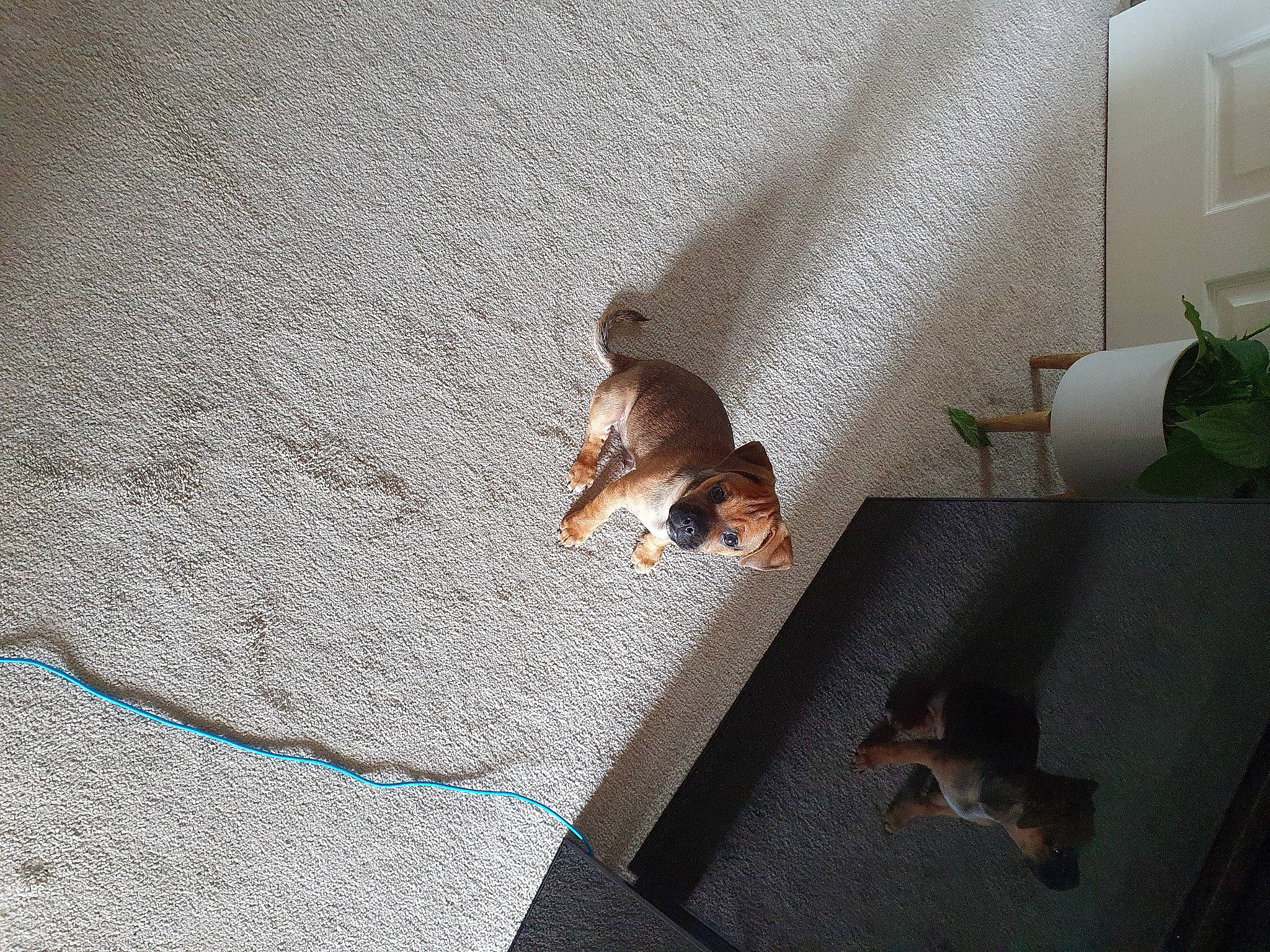 Denzel joined the competition — help win amazing prizes! beagle, canidae, carnivore, cat, dog, dog_breed, fawn, felidae, floor, flooring, kitten, puppy, small_to_medium_sized_cats, sporting_group, square, tail