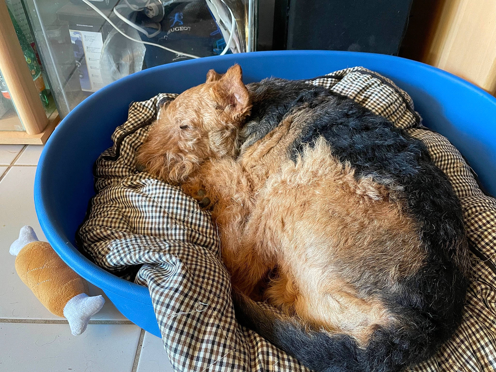 Gribouille a rejoint le concours — aidez-le/la à gagner de superbes lots ! animal_feed, animal_shelter, cage, comfort, dog_breed, domestic_short_haired_cat, fawn, felidae, fish, fur, ingredient, livestock, mat, nap, pet_supply, small_to_medium_sized_cats, snout, suidae, terrestrial_animal, whiskers