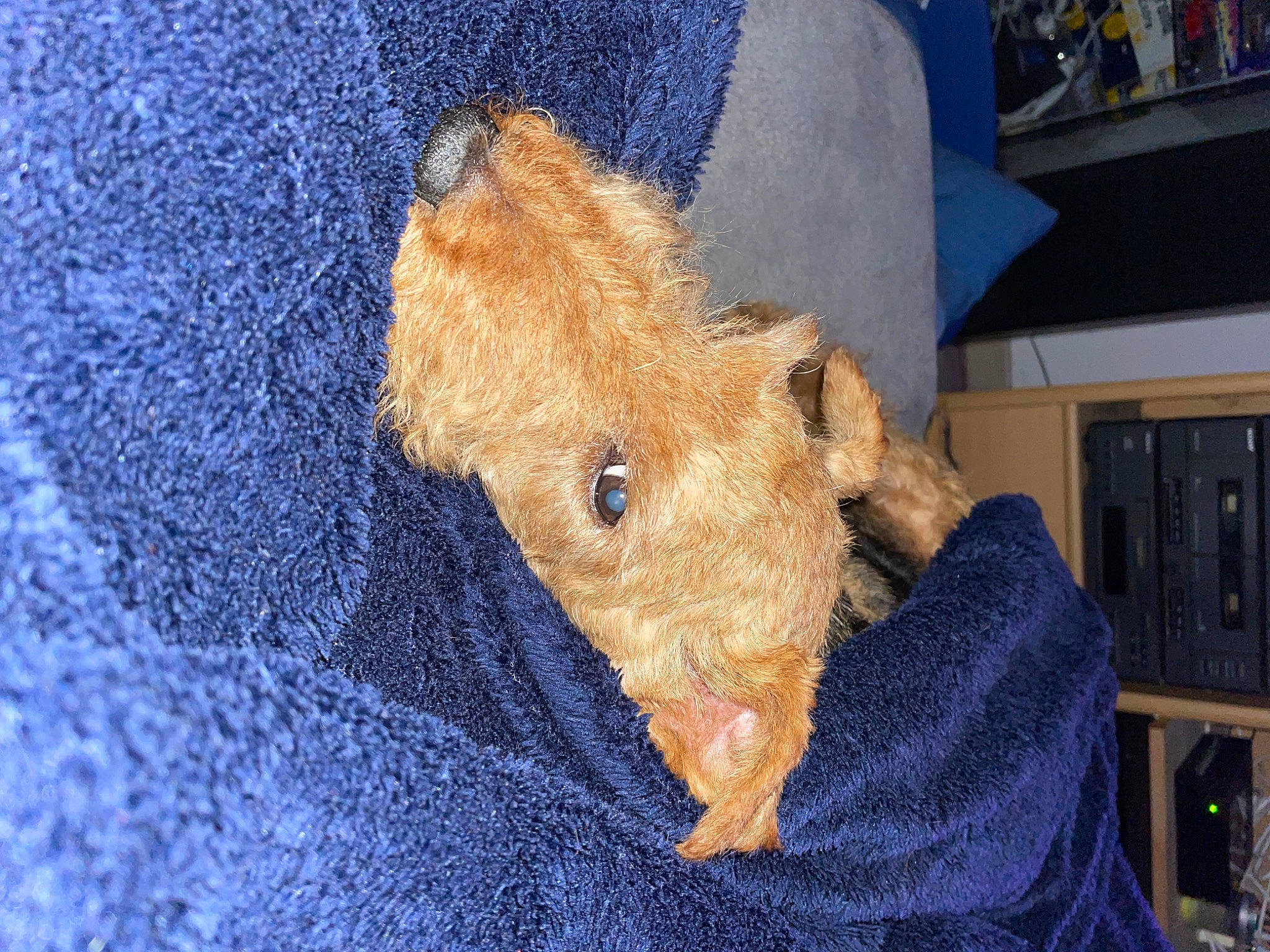 Gribouille participe au concours pour gagner de l'argent avec cette photo : bear, blue, canidae, companion_dog, dog_breed, electric_blue, fawn, fur, plush, sporting_group, stuffed_toy, terrestrial_animal, toy, wood, wool, working_animal